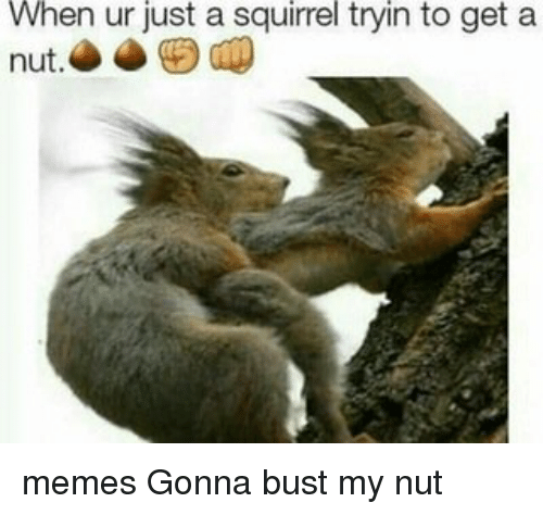 Balls meme. Девушка белка Мем. Nut nut meme. Squirrel why meme.
