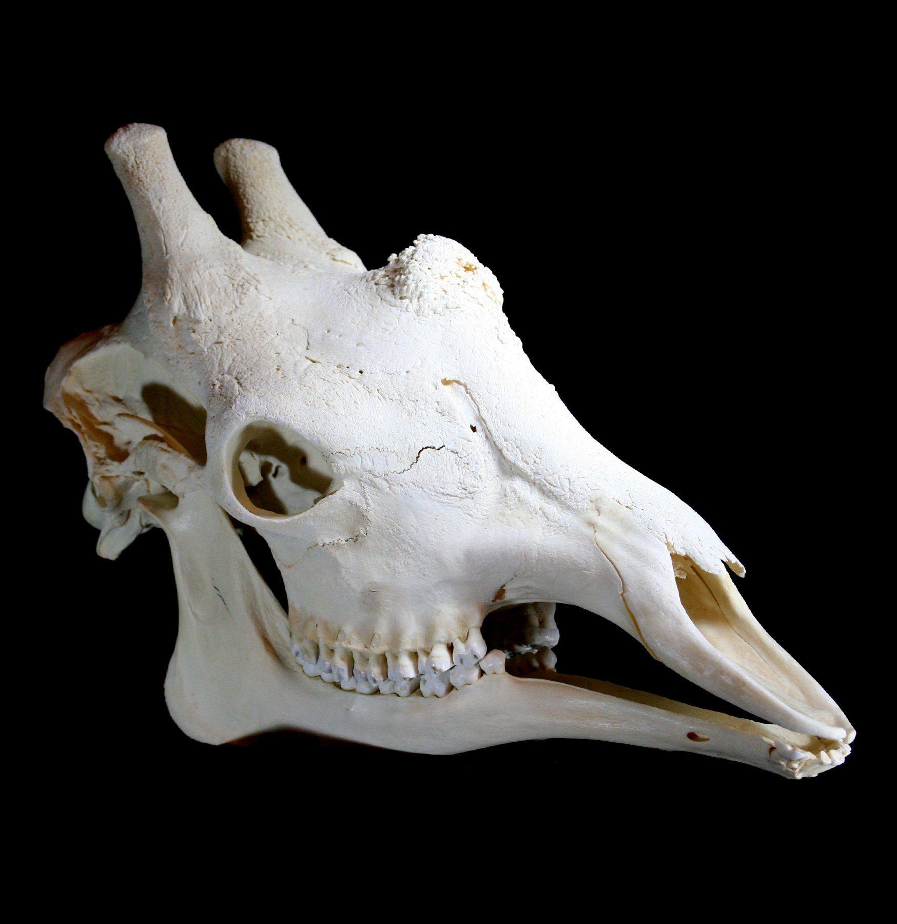 Коллекция черепов животных